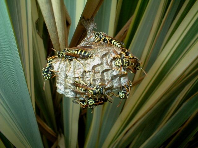 Polistes gallicus
